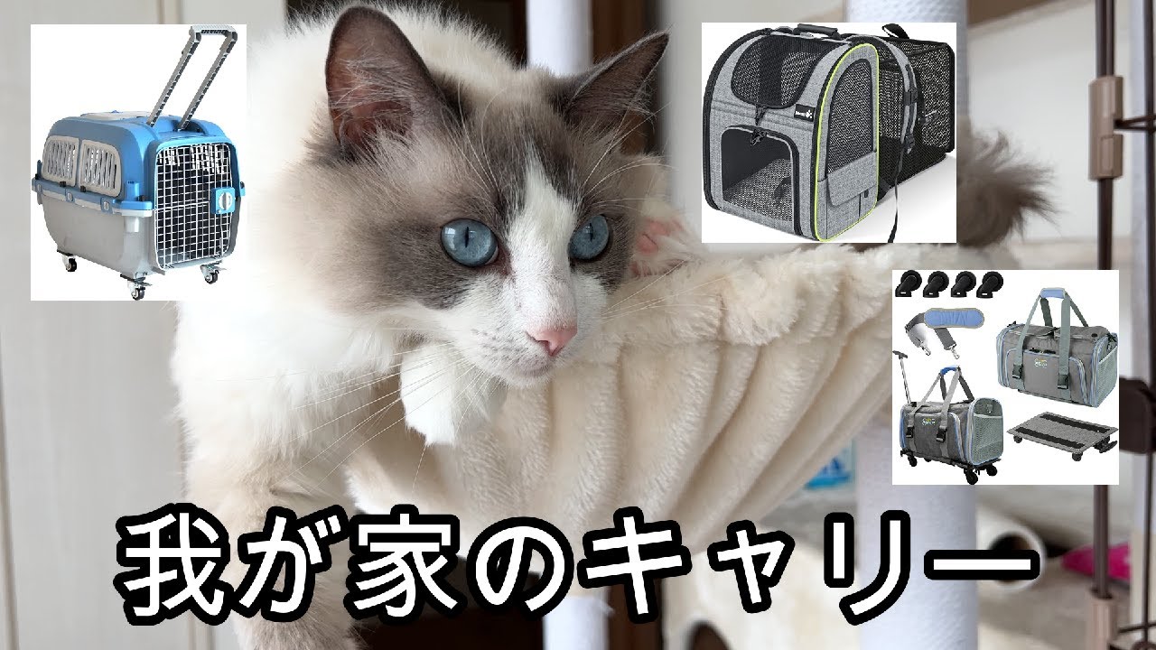 おすすめ！猫用キャリーバッグ！