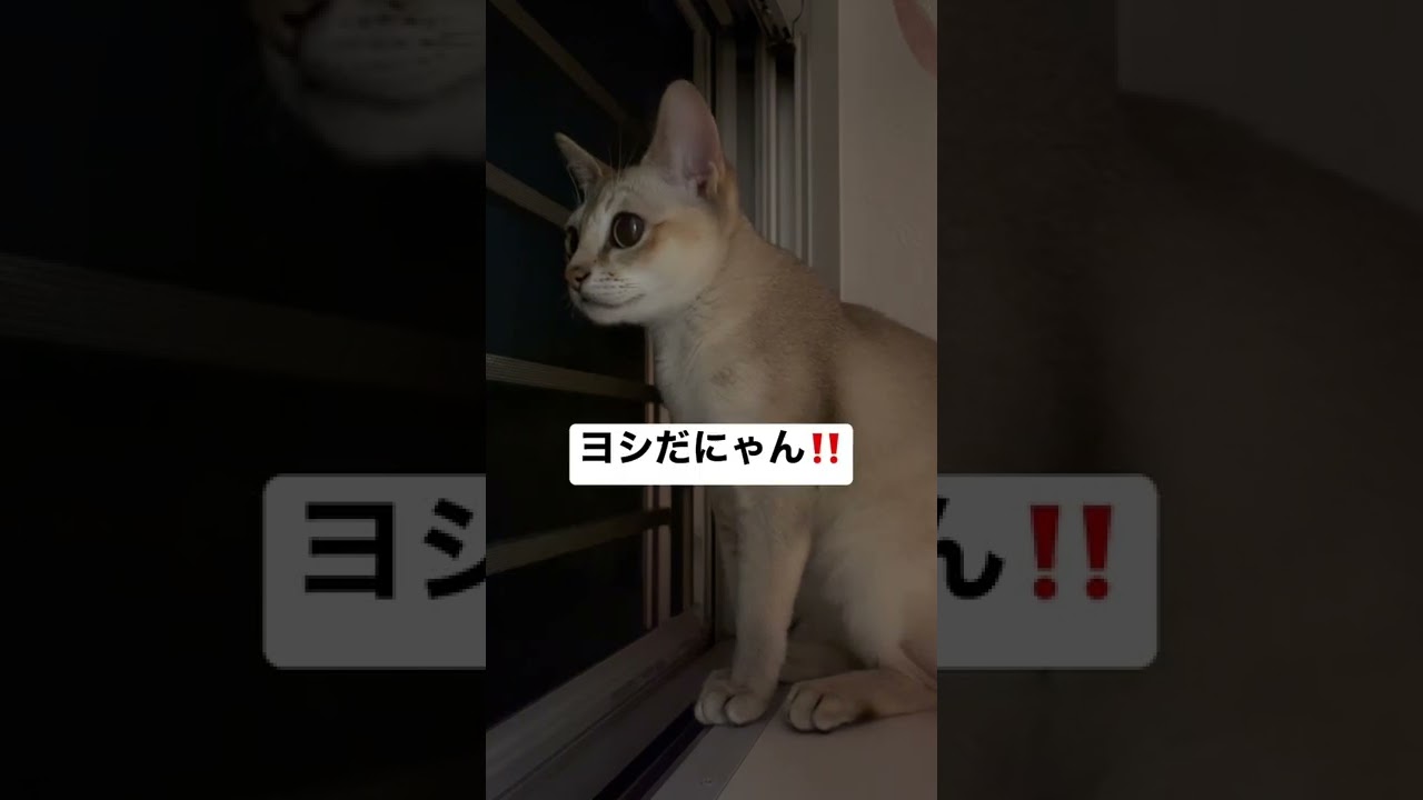 セキュリティが甘い猫のナイトルーティーン