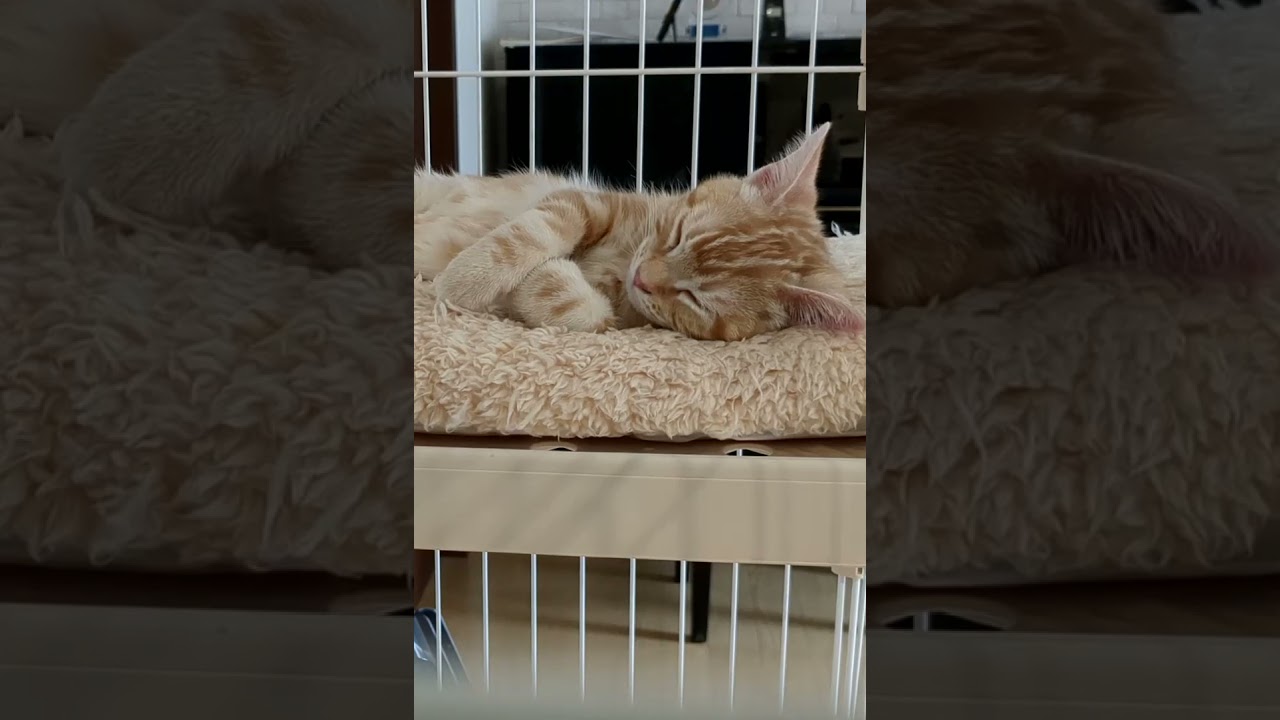 寝顔生後4ヶ月 #アメリカンカール