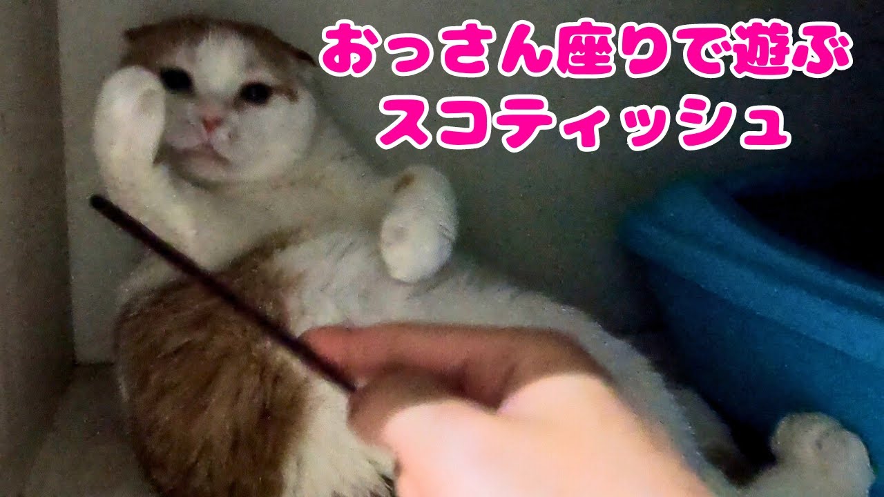 繁殖場からレスキューされたスコティッシュフォールドは秘密基地でおっさん座りをしながら遊ぶ（保護猫カフェ猫の木）十三駅Scottish Fold rescued from a breeding farm