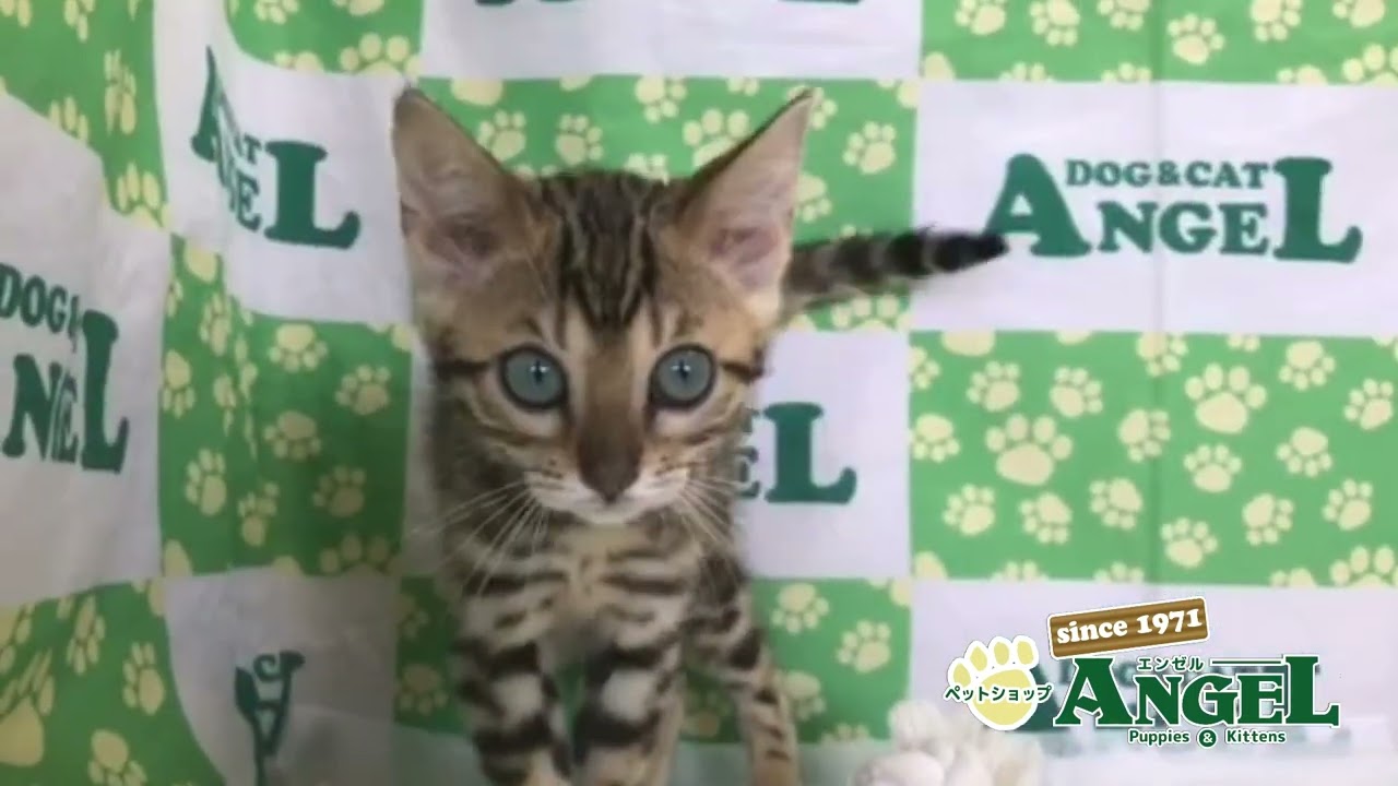 ベンガル 2406069 【ペットショップエンゼル　子犬・子猫販売】