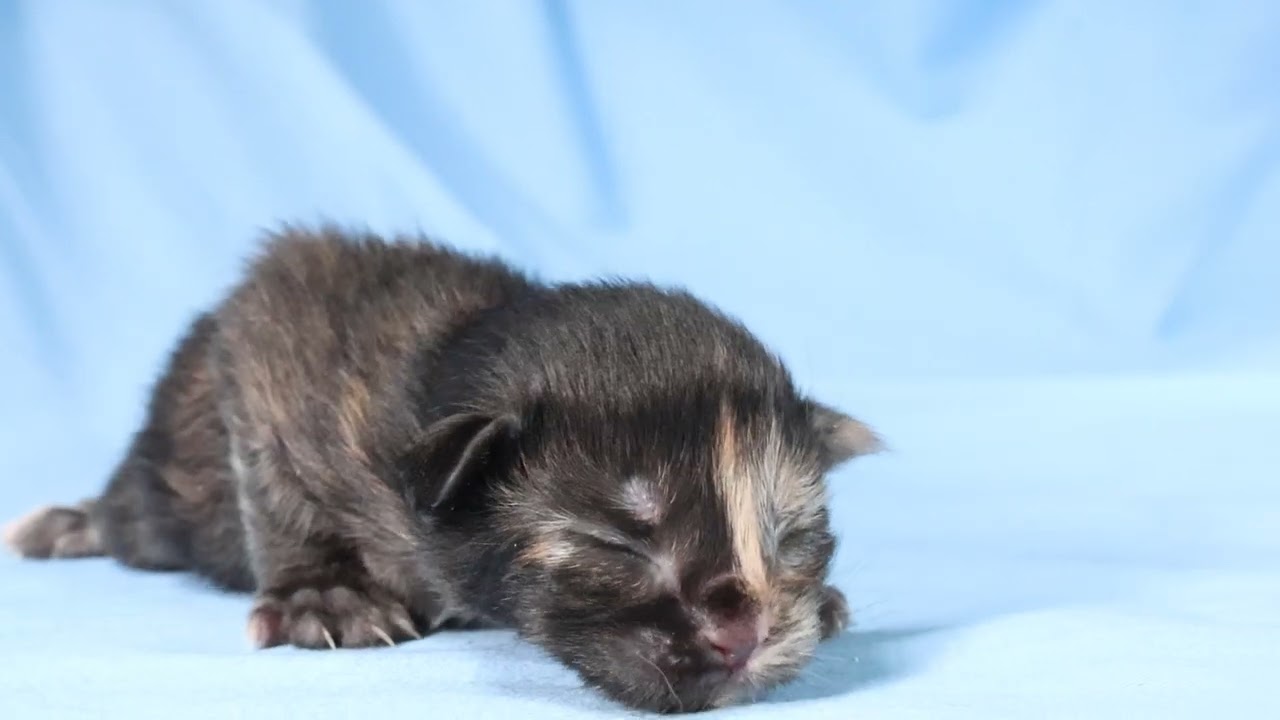 生後6日メインクーン子猫トービーのさねちゃん