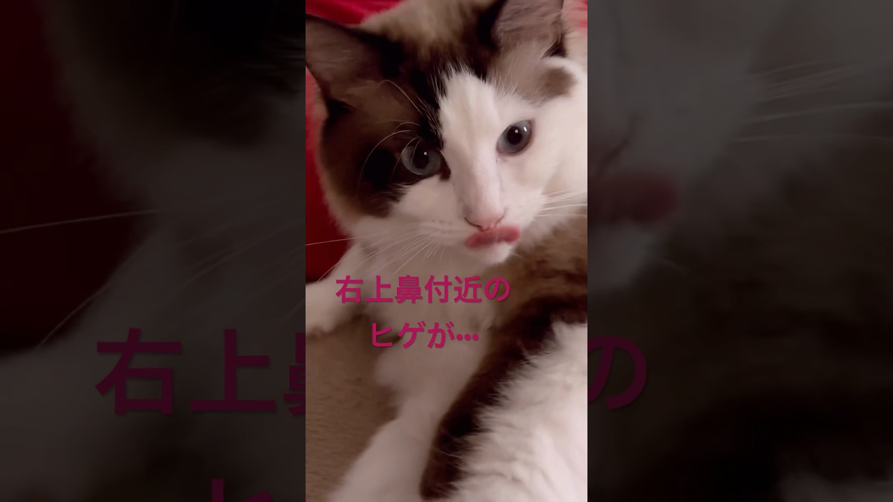 【猫動画】いつもと違うところ、気づいた？#shorts#猫 #ラグドール #cat #ねこ #猫のいる暮らし #猫動画