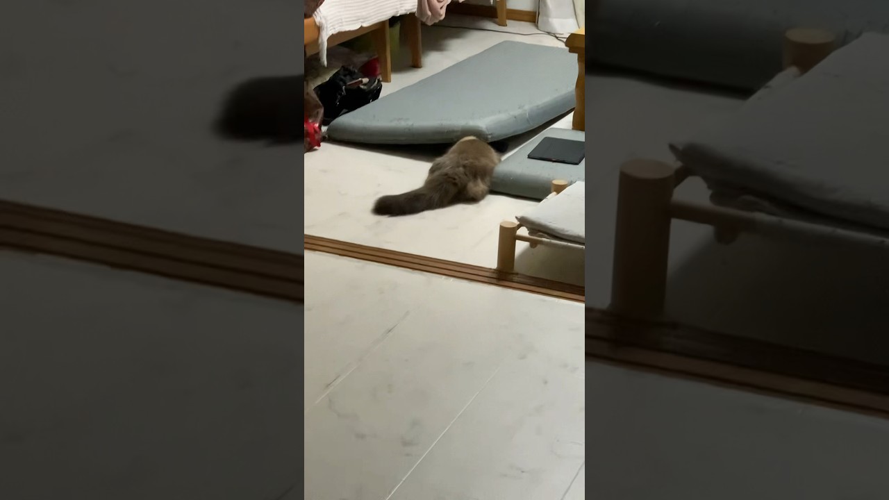 おもちゃを探すげんたくん #猫 #ヒマラヤン #猫のいる暮らし #shorts