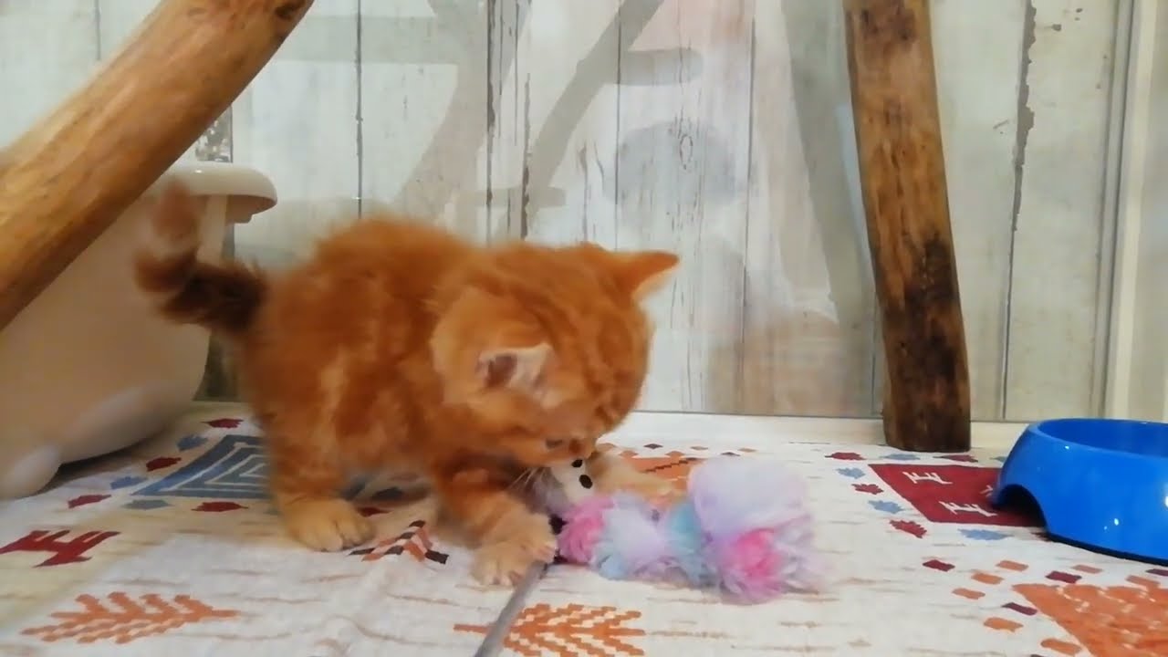 スコティッシュフォールド　男の子　2024/04/20生まれ