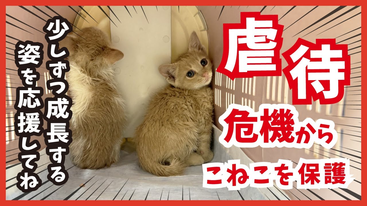 【子猫を危険から保護】威嚇していた子も２日で変身。変わりゆく姿を見守ってください。