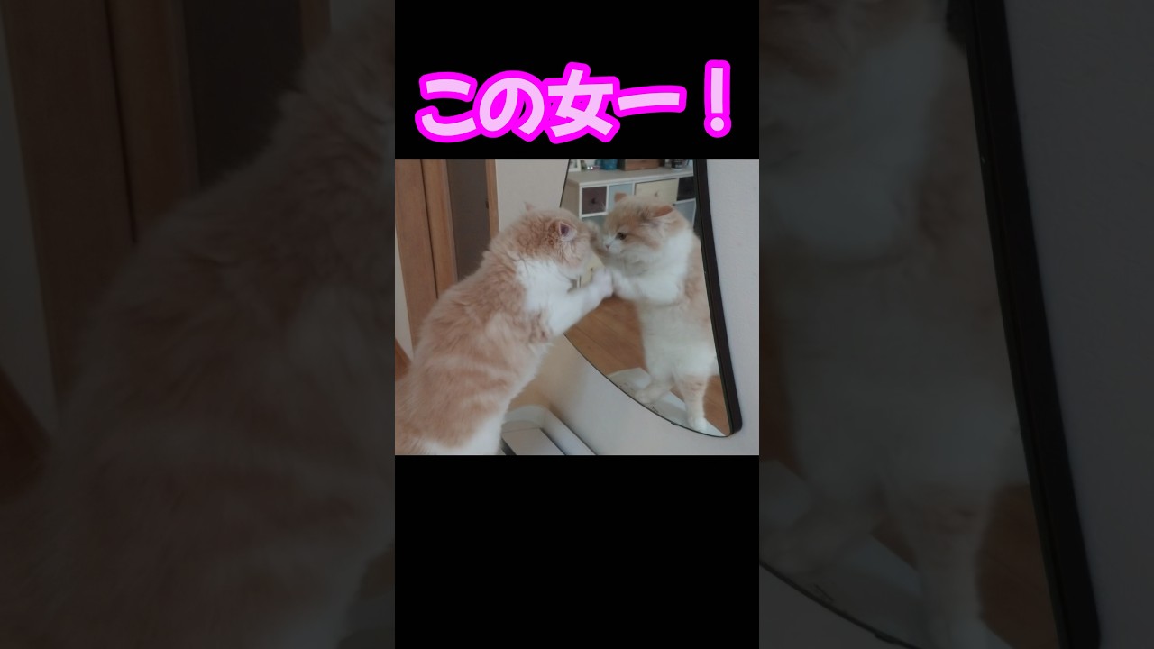 初めて鏡を見た雌猫　【サイベリアン】　#shorts
