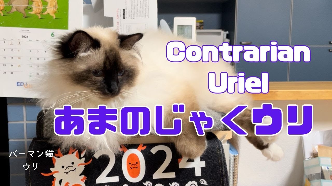 バーマン猫ウリとラフとミカとガブ【あまのじゃくウリ】Contrarian Uriel（バーマン猫）Birman/Cat