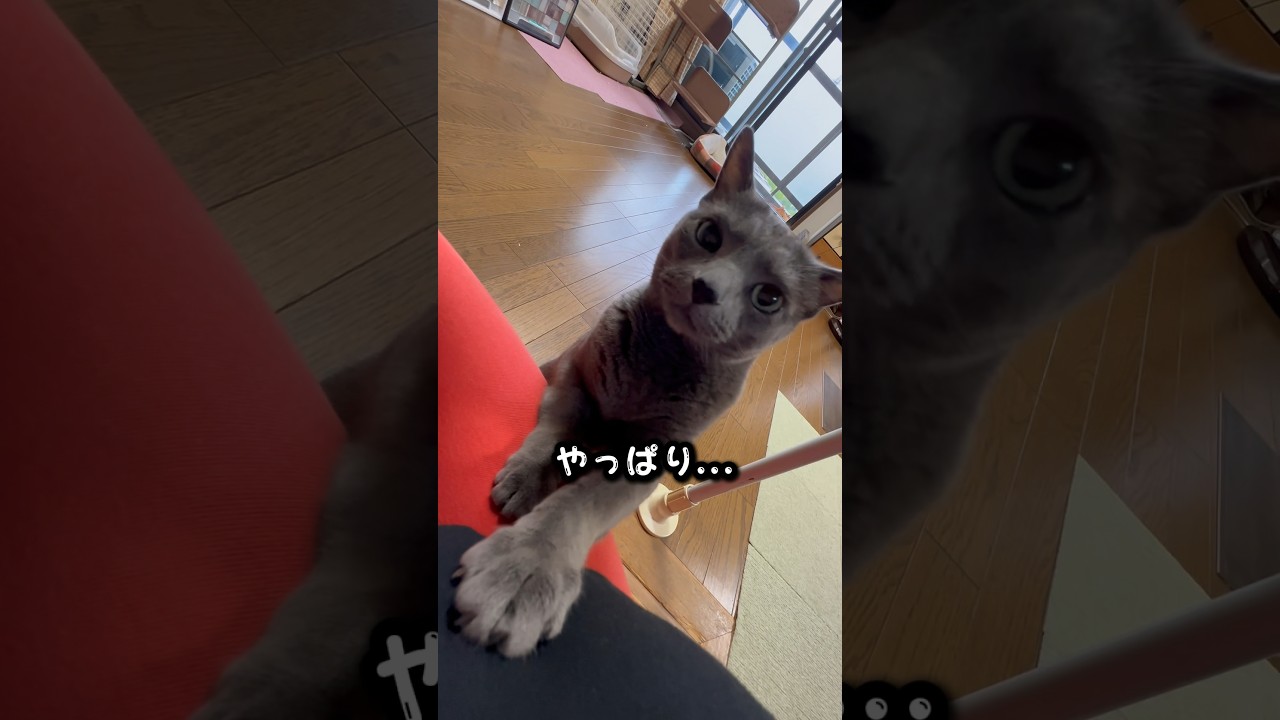 【ロシアンブルー】食いしん坊めろん...ちと怒かな🫢【猫】#shorts