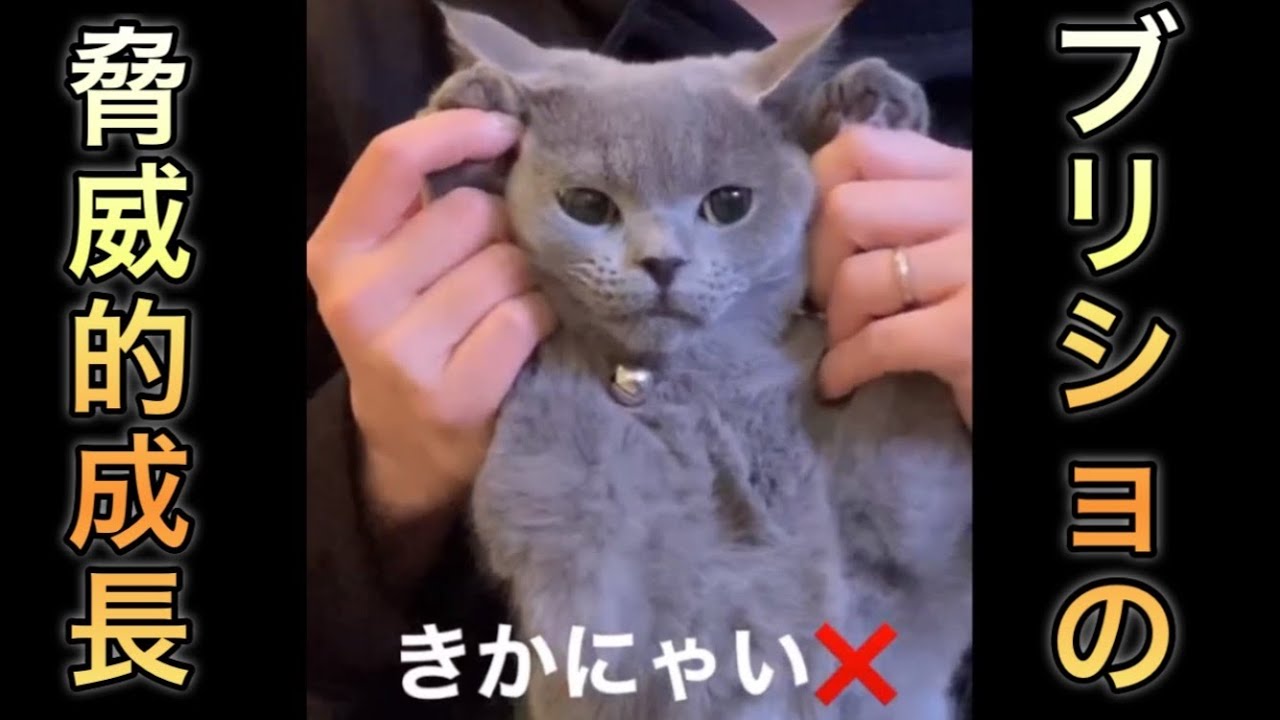 【予想外】ブリティッシュショートヘアの成長記録【急成長】