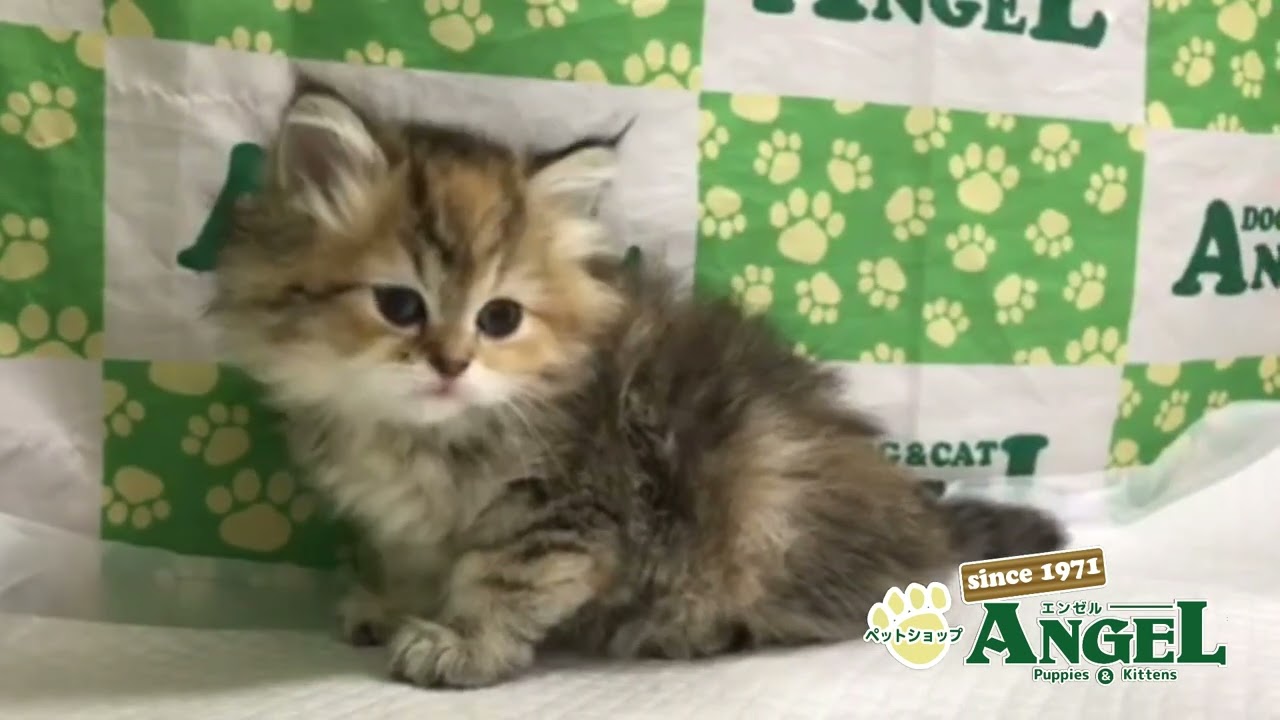 ペルシャ 2406118 【ペットショップエンゼル　子犬・子猫販売】