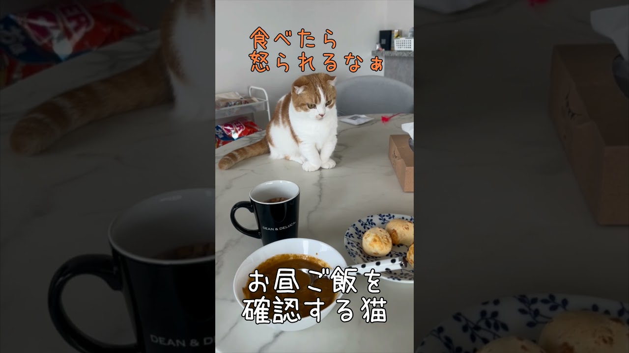 お昼ご飯を確認する猫　#cat #マンチカン #shorts