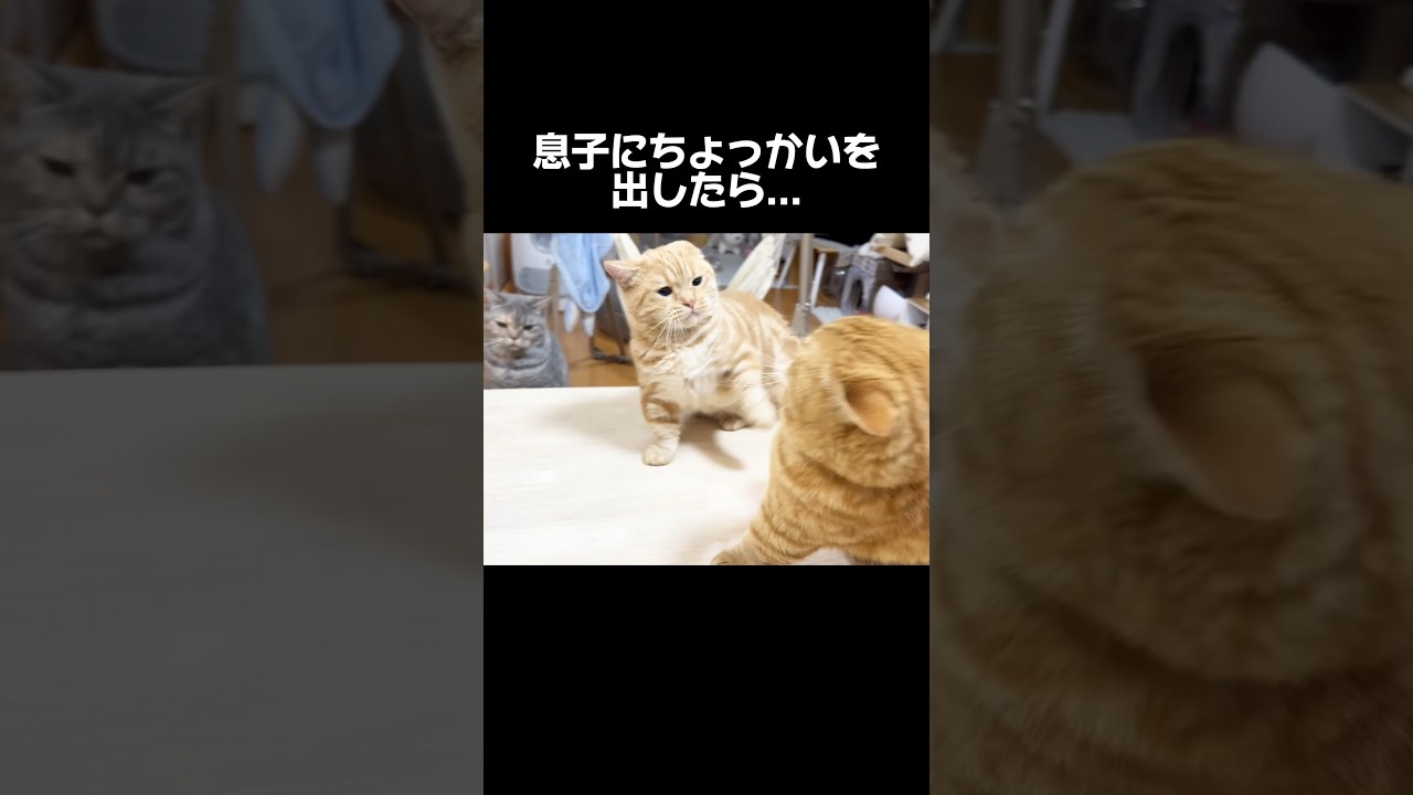 息子にちょっかいを出したら... #猫 #マンチカン #shorts