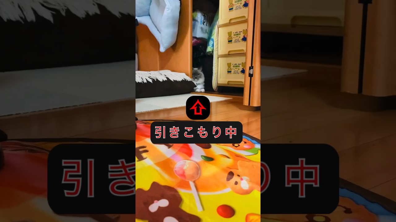 【anela】せつなすぎた猫#猫 #ラグドール #cat videos#shorts