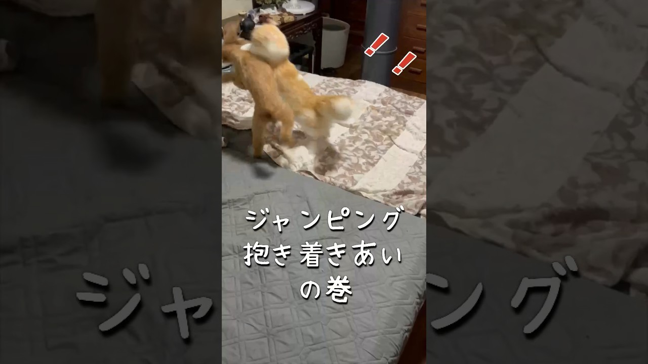 【キンカロー】空中抱きつき毛玉【マンチカール】