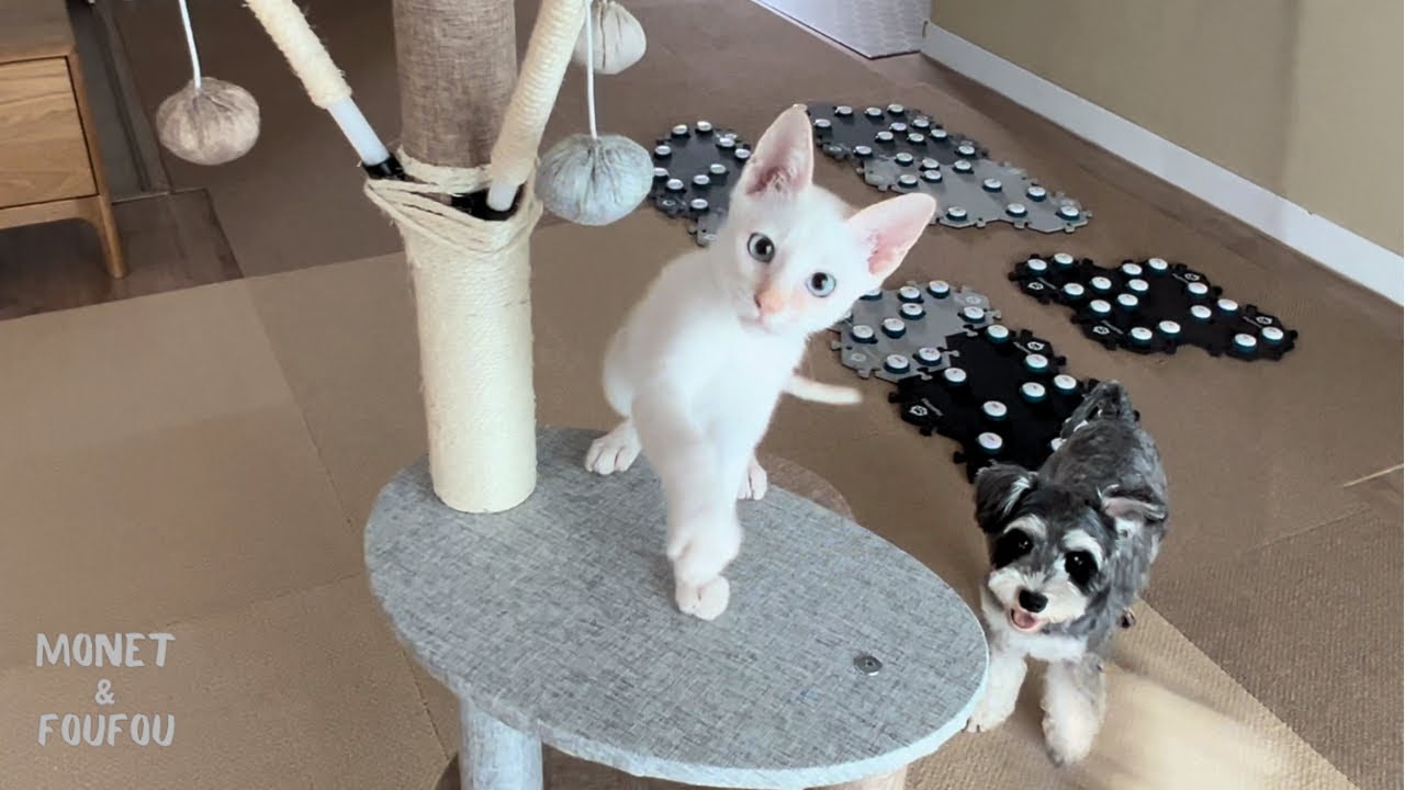 子猫にキャットタワーをプレゼントしたらこうなりました