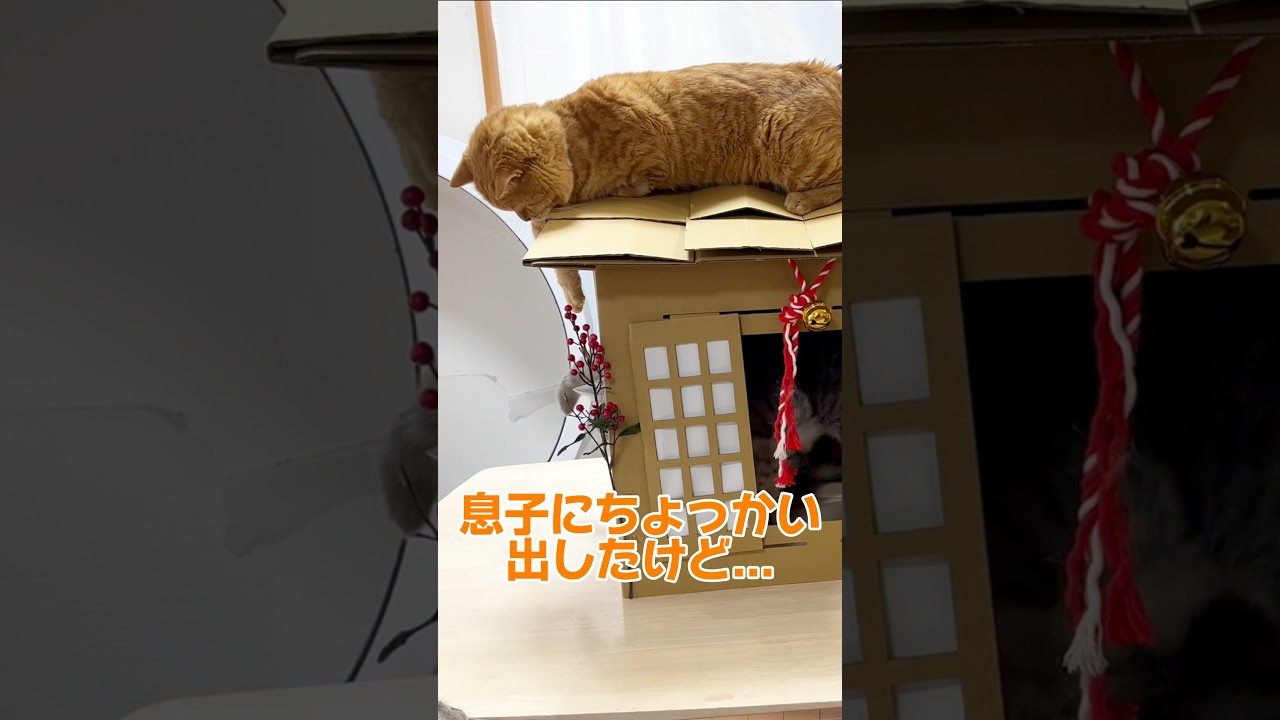 息子にちょっかい出したけど... #猫 #マンチカン #shorts