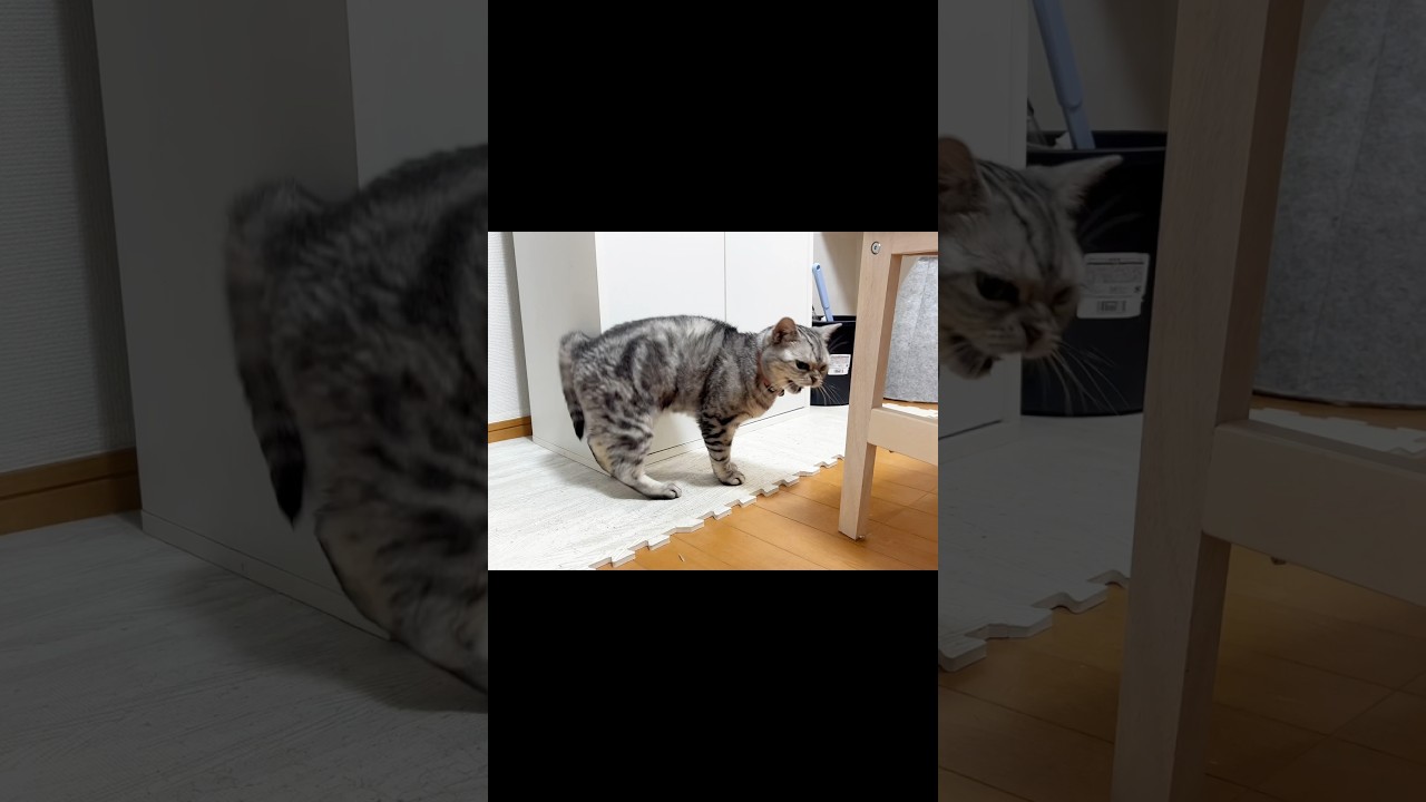 理由なきシャー #猫 #アメリカンショートヘア #shorts