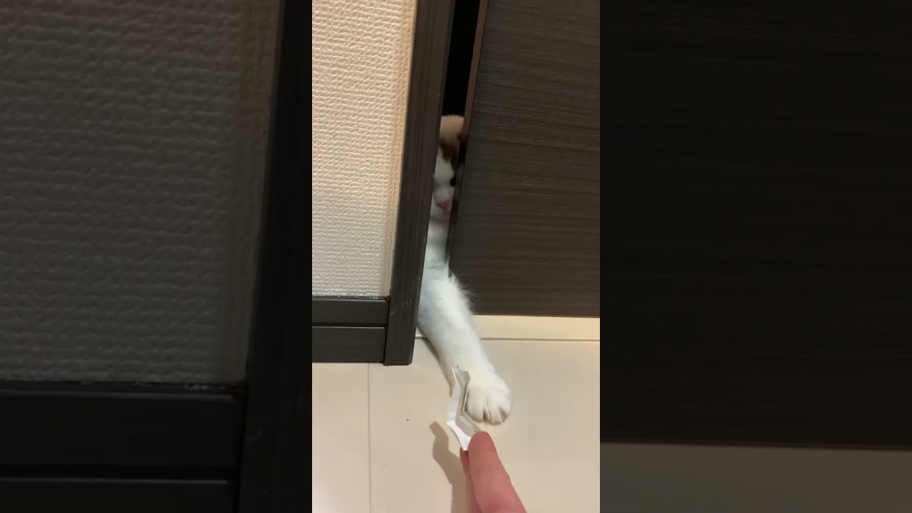 レシートに謎の執着を見せるラグドール　#ラグドール #猫 #ねこのいる生活