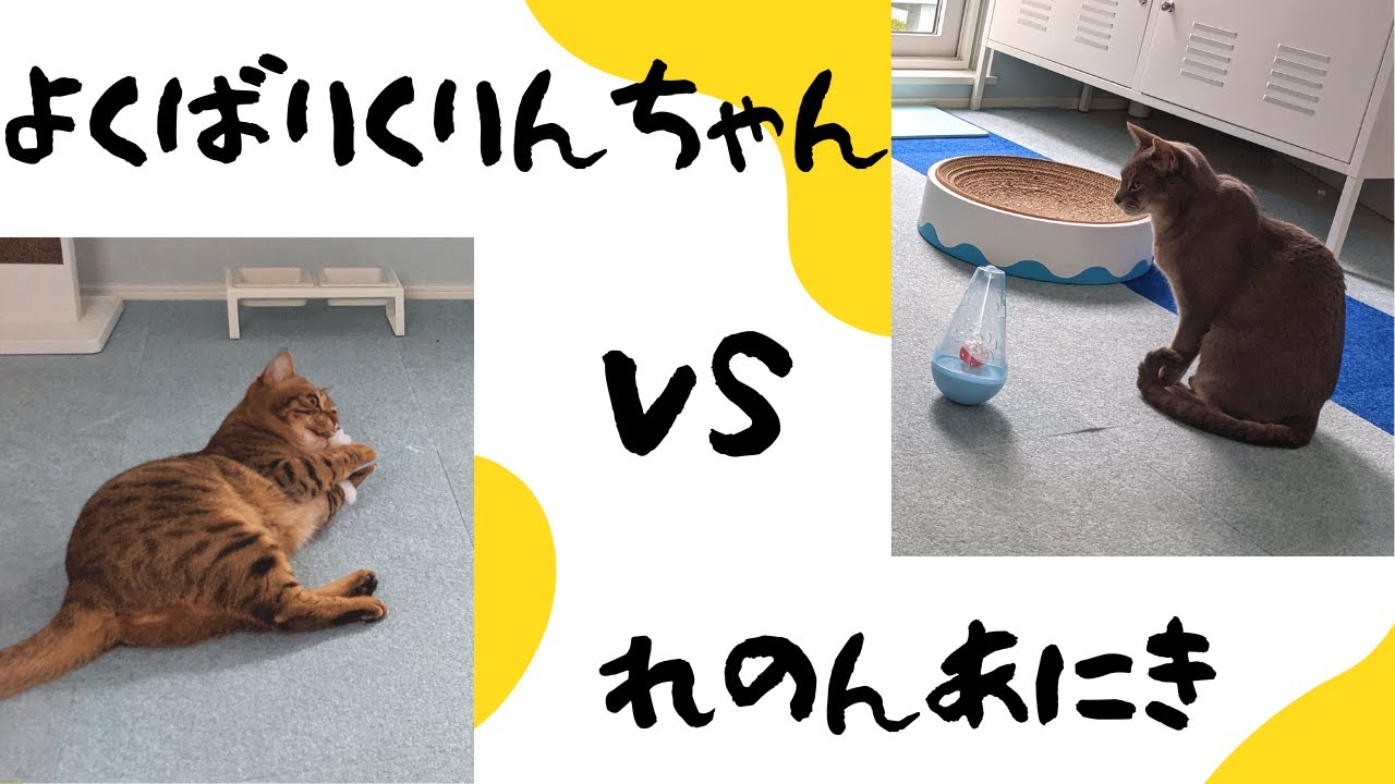 ダイソーの猫用おもちゃpart2（アビシニアンMIX＆ベンガルMIX猫）