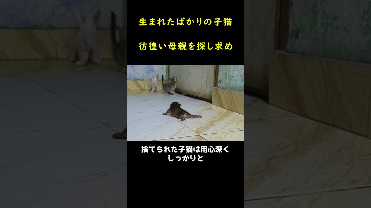 生まれたばかりの子猫が必死に母親を探していた！！🐈