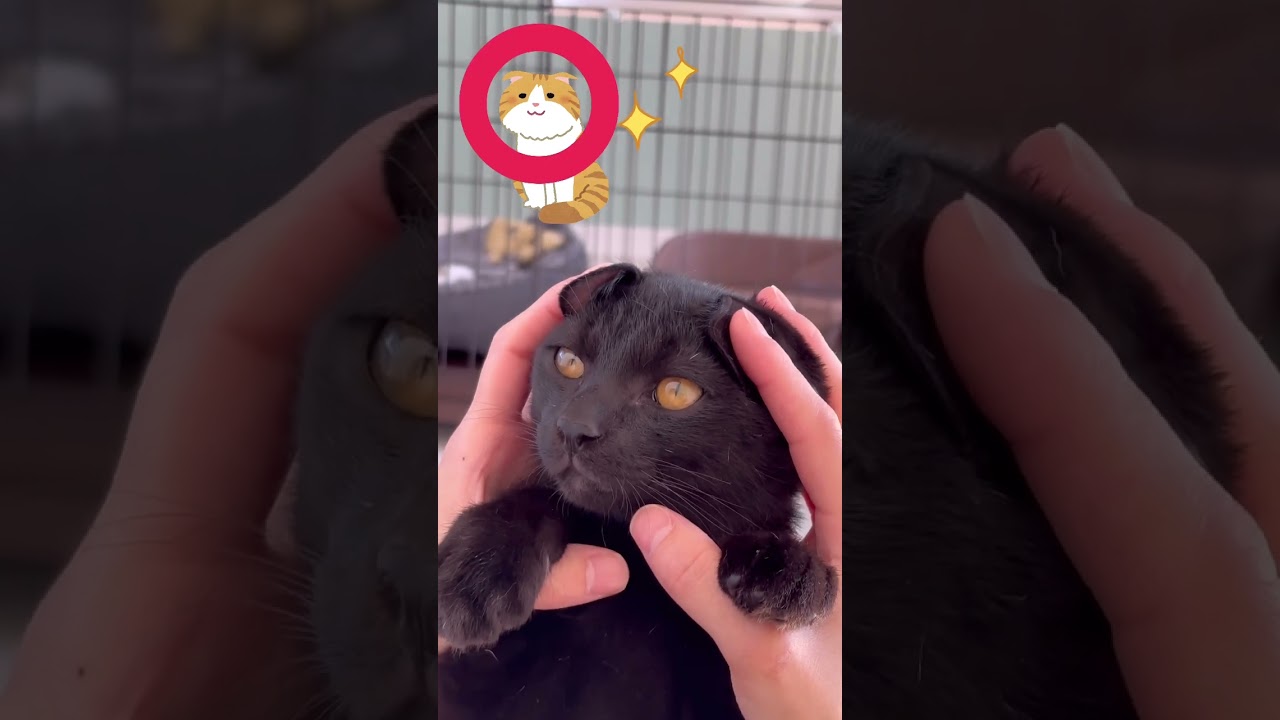 【こねこ Kitten】スコティッシュフォールドに憧れる🐈✨ I want to be a Scottish Fold 💕