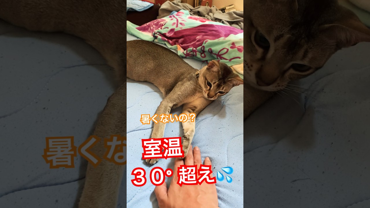 【シンガプーラ】暑くないの？　#猫のいるくらし
