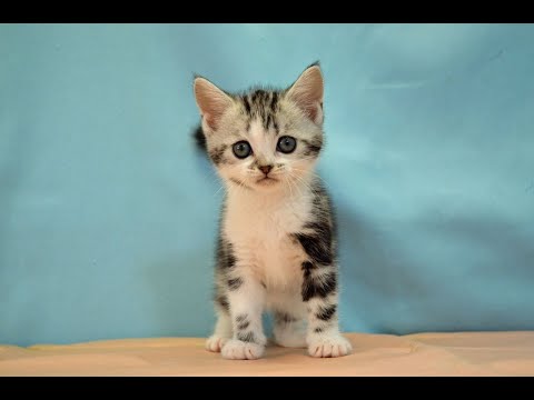 アメリカンショートヘアー　No.240607　ペットショップ『ヒラマツケンネル』の子猫