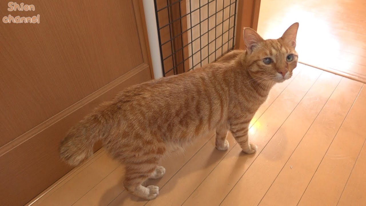 里親さんが決まった猫に最後の挨拶をしにやってきた猫