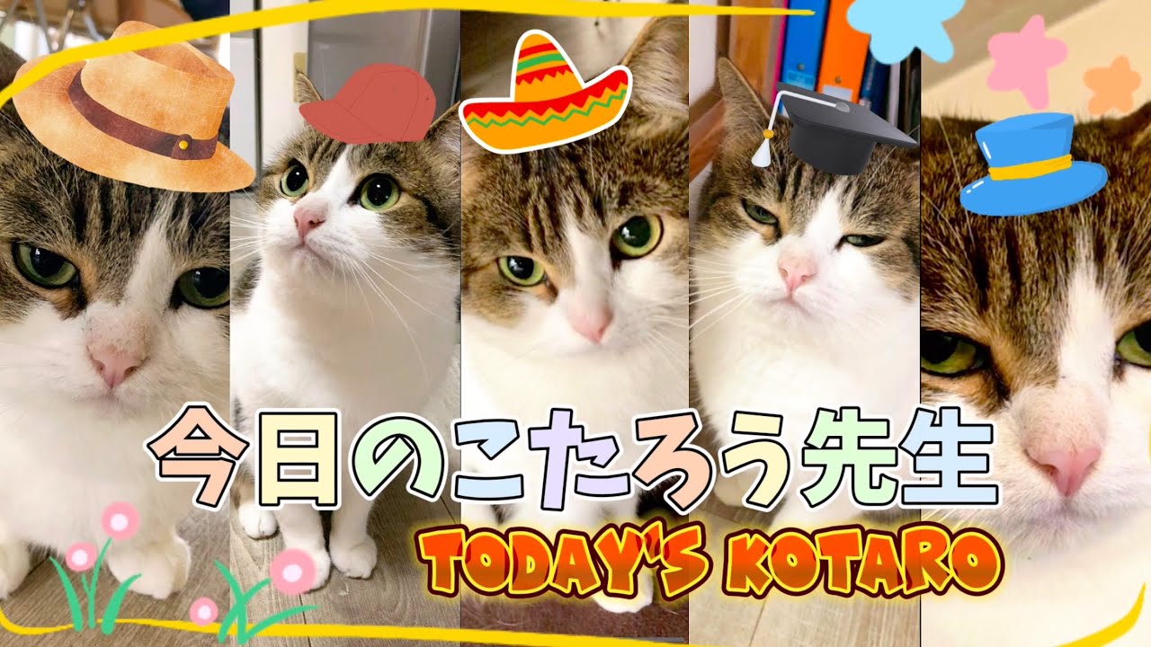 【マンチカン】今日のこたろう先生😽😿😹🙀“TODAY'S KOTARO”