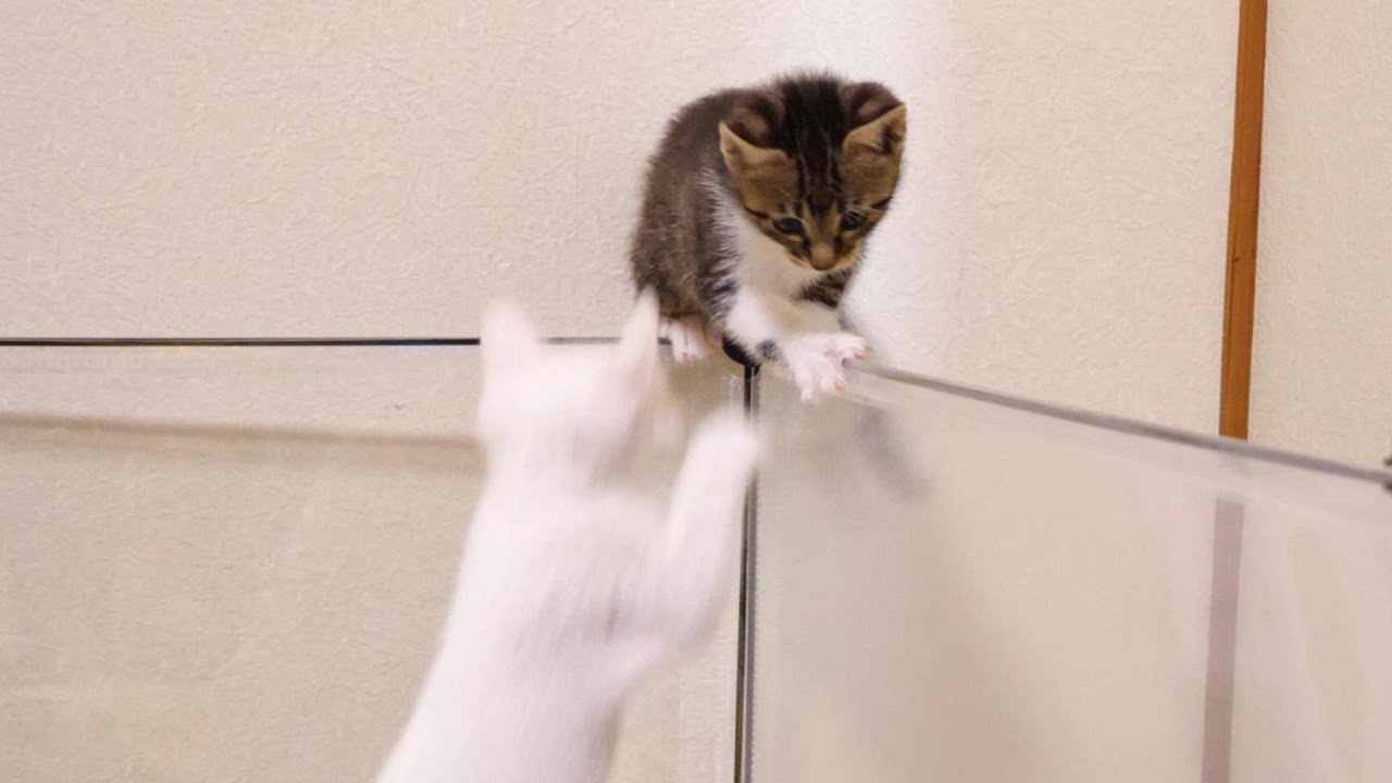 登ってみたはいいけれど、困ってしまう子猫【赤ちゃん猫　保護猫】