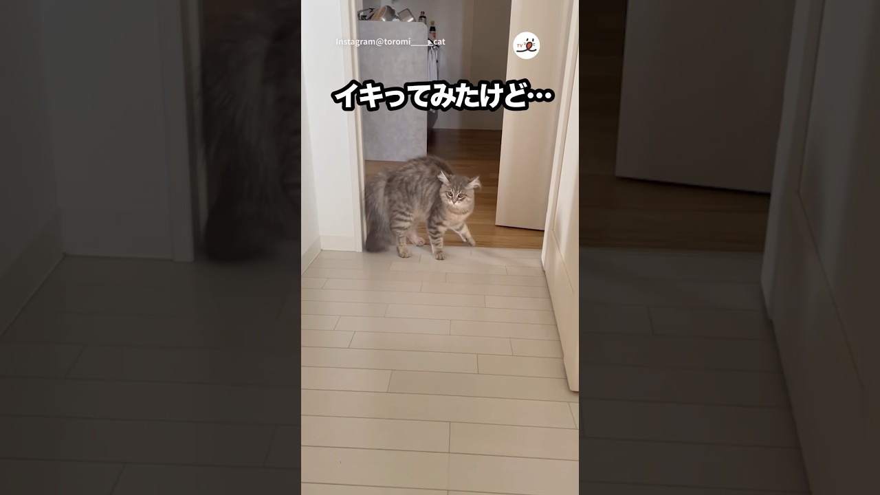 イキったけどドジッちゃったニャンコが可愛い｜PECO #子猫 #サイベリアン #愛猫家 #子猫のいる生活 #kitten #siberian #catlover #kittenlife
