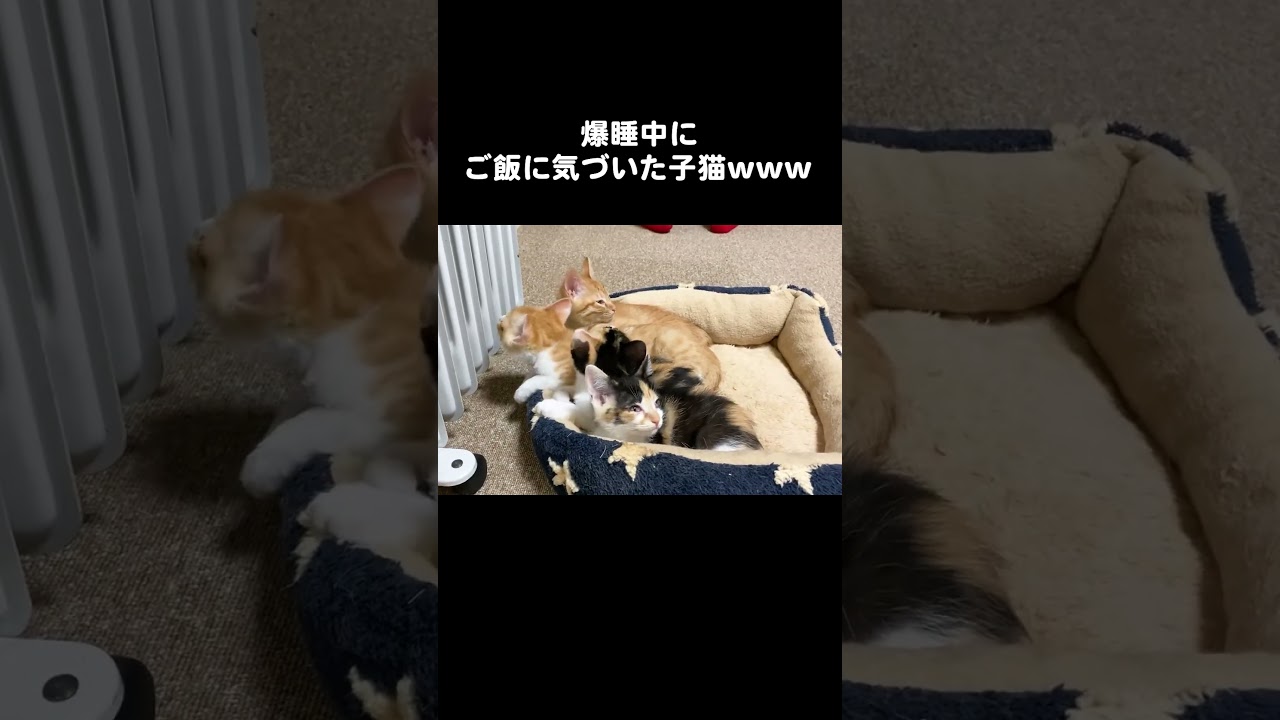 爆睡中にご飯に気づいた子猫www #保護猫 #子猫 #cat