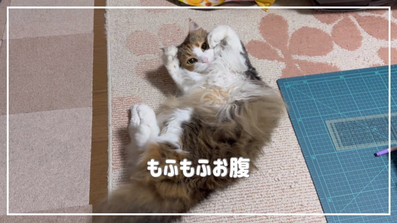 ゴロンゴロン転がるサイベリアンのルナちゃんがただただ可愛すぎた。