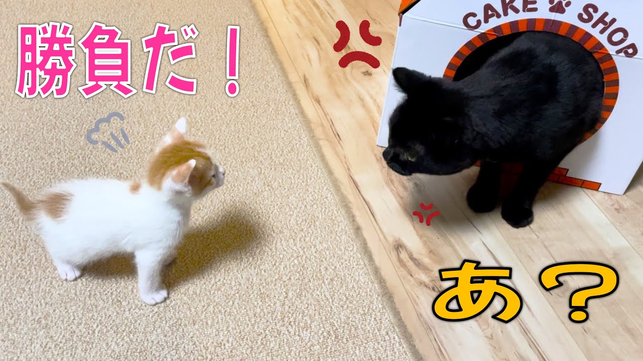子猫くん、初めてご飯を食べる／やんちゃ子猫、先住猫と一触即発…！？【26・27日目】