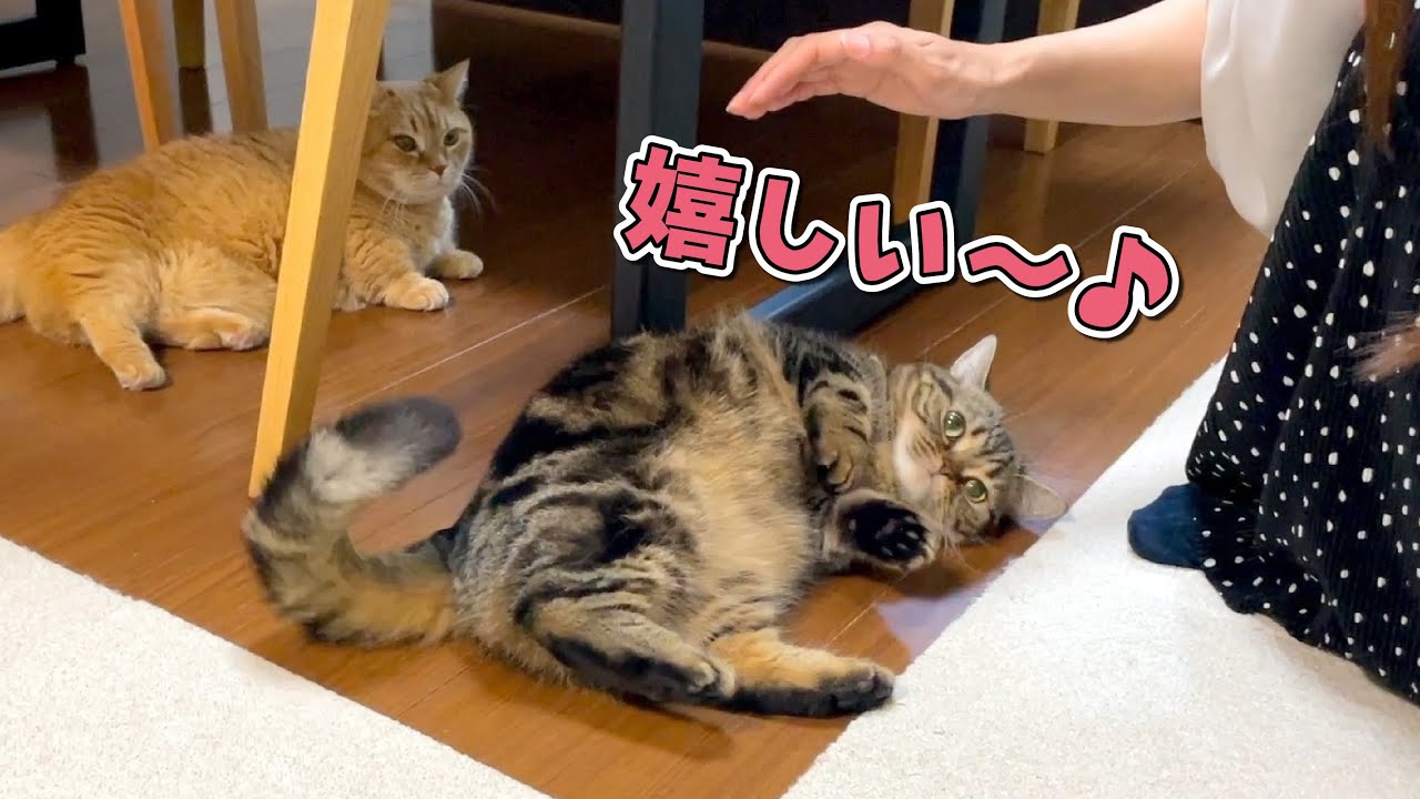 大好きな姉に構ってもらった余韻だけで楽しくなっちゃう弟猫が可愛すぎる！