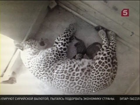 超記憶法 ロシア語2　ソチのペルシャヒョウ