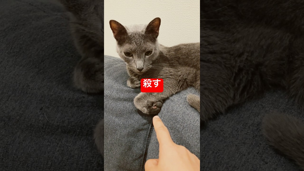 殺意猫#cat #ねこ #russianblue #ロシアンブルー