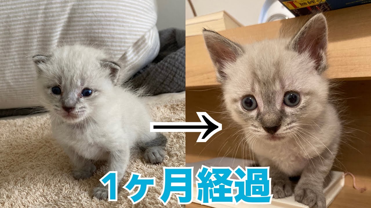 【総集編】子猫を保護して1ヶ月！大きくなりました☺️ #子猫 #保護猫