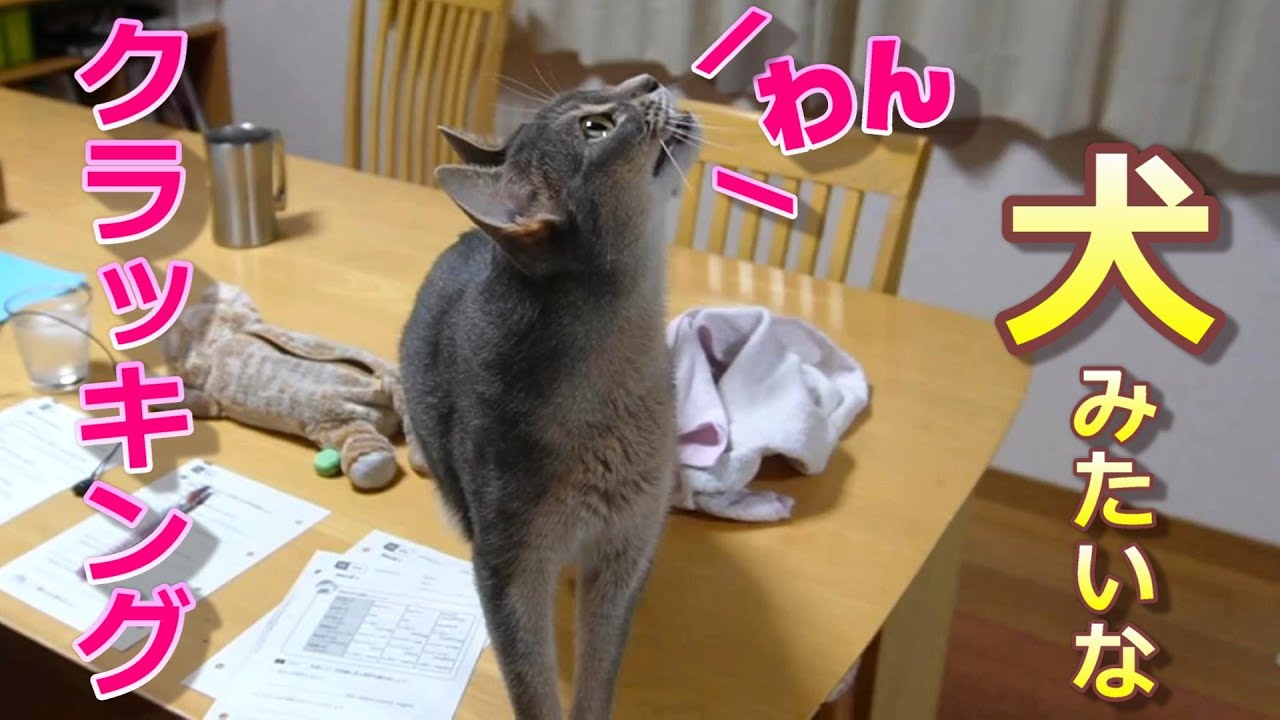 クラッキングが「わん」な猫【スコティッシュフォールド】【アビシニアン】