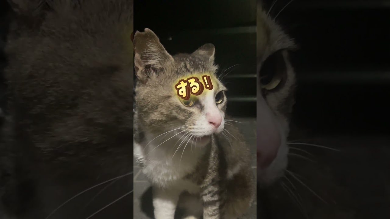 夜も毎日来てくれる地域猫のノラくん😺