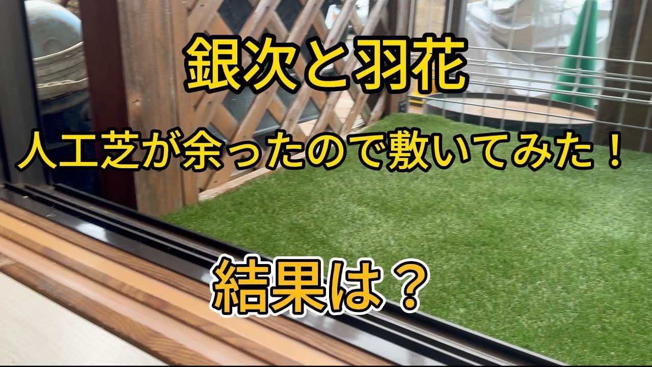 【メインクーン】銀次と羽花　人工芝を敷いてみた！結果は？　#ねこ ＃大型猫　＃子猫