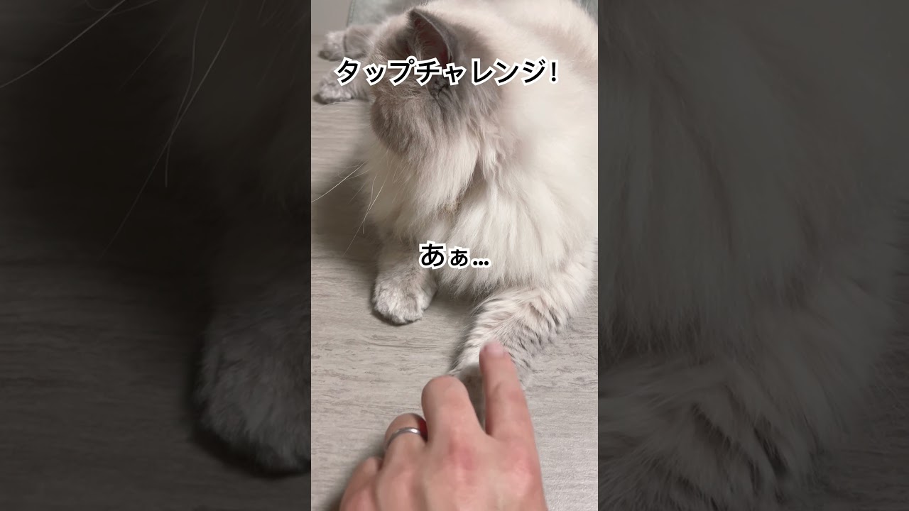 タップチャレンジするヒマラヤンのマーベル🐈part3 #shorts #cat #猫のいる暮らし #ねこ #ヒマラヤン #にゃん #マーベル