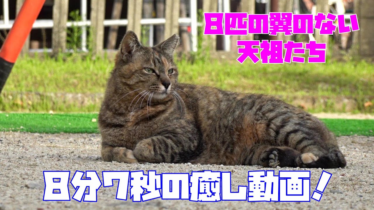 【癒し動画】８分７秒だけ、お時間いただけますか？公園で暮らす、８匹の翼のない天使たちです！😍😻　It is a cat which lives in the park.