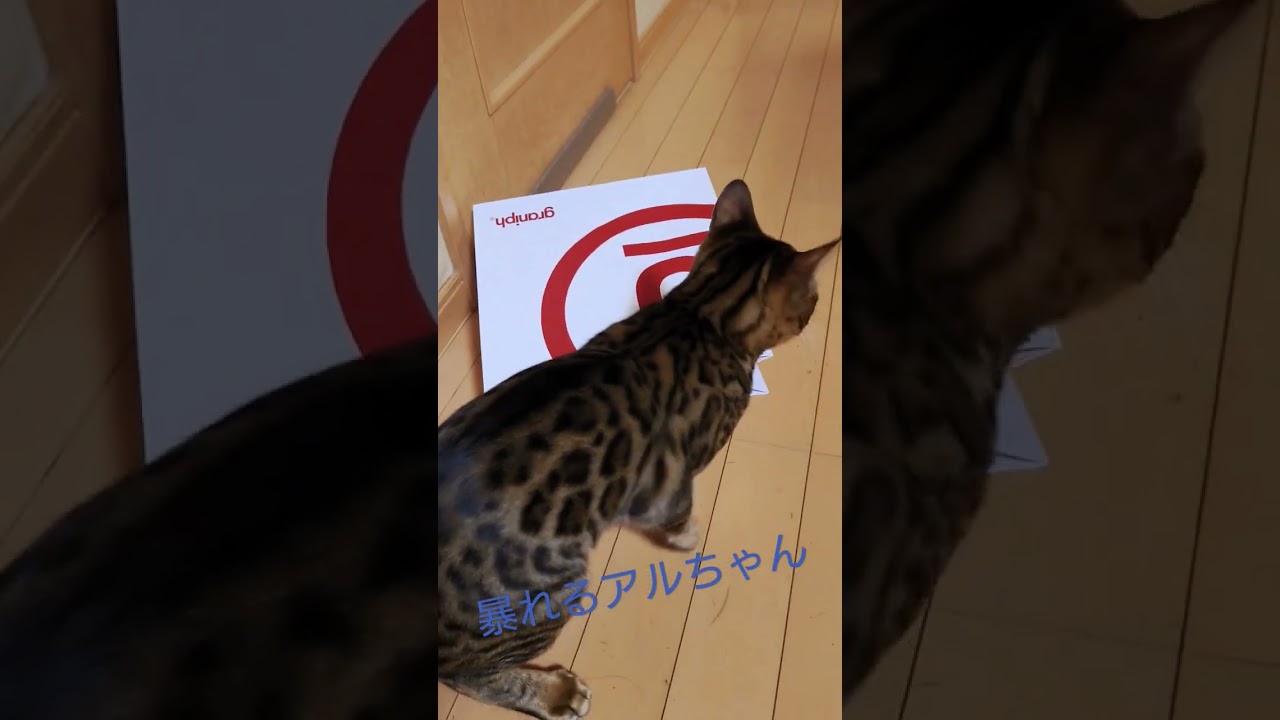 暴れるアルちゃん😊　 #ベンガル ＃ベンガル猫　 #猫 #猫動画 #かわいい猫 #あばれる#ほのぼの #癒やしのペット動画 #癒やし#いやしねこ