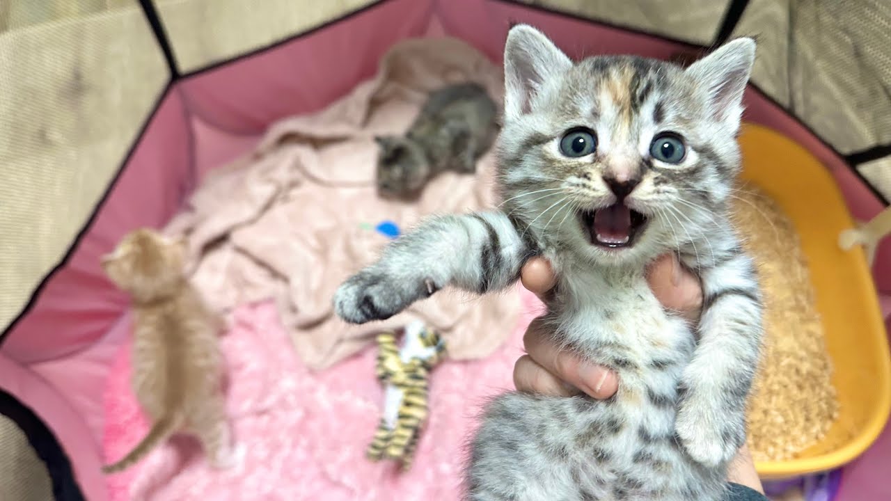 兄妹と約1週間ぶりに再会する子猫の反応が可愛すぎた【かぐ告兄妹日記#11】Kitten meeting her siblings for the first time in a week.