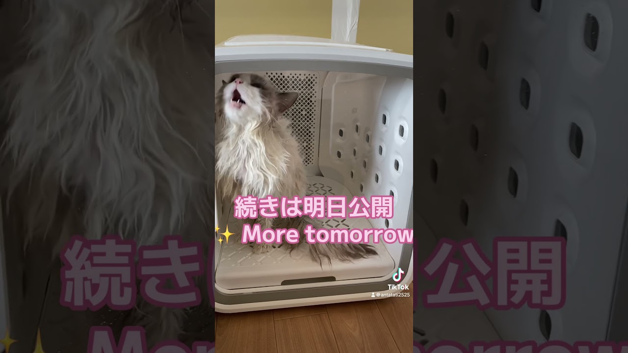 #かわいすぎる #ラグドール #cat #catlover #ragdoll #猫のいる暮らし #子猫 #shorts #새끼고양이#치유#귀엽다#고양이 #kitten