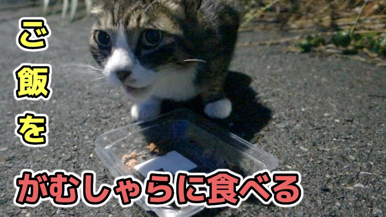 ご飯をがむしゃらに食べる野良猫 #猫動画 #野良猫