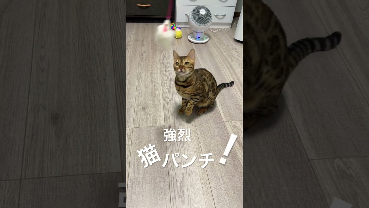 強烈猫パンチ！笑 #ベンガル猫 #猫 #cat #bengal #ベンガル #猫パンチ #猫じゃらし