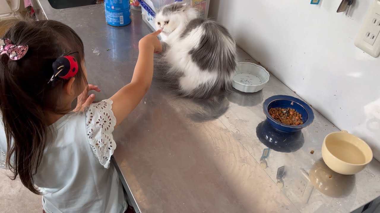 少しだけ気を許した実家猫　ラガマフィン　A slightly relaxed cat